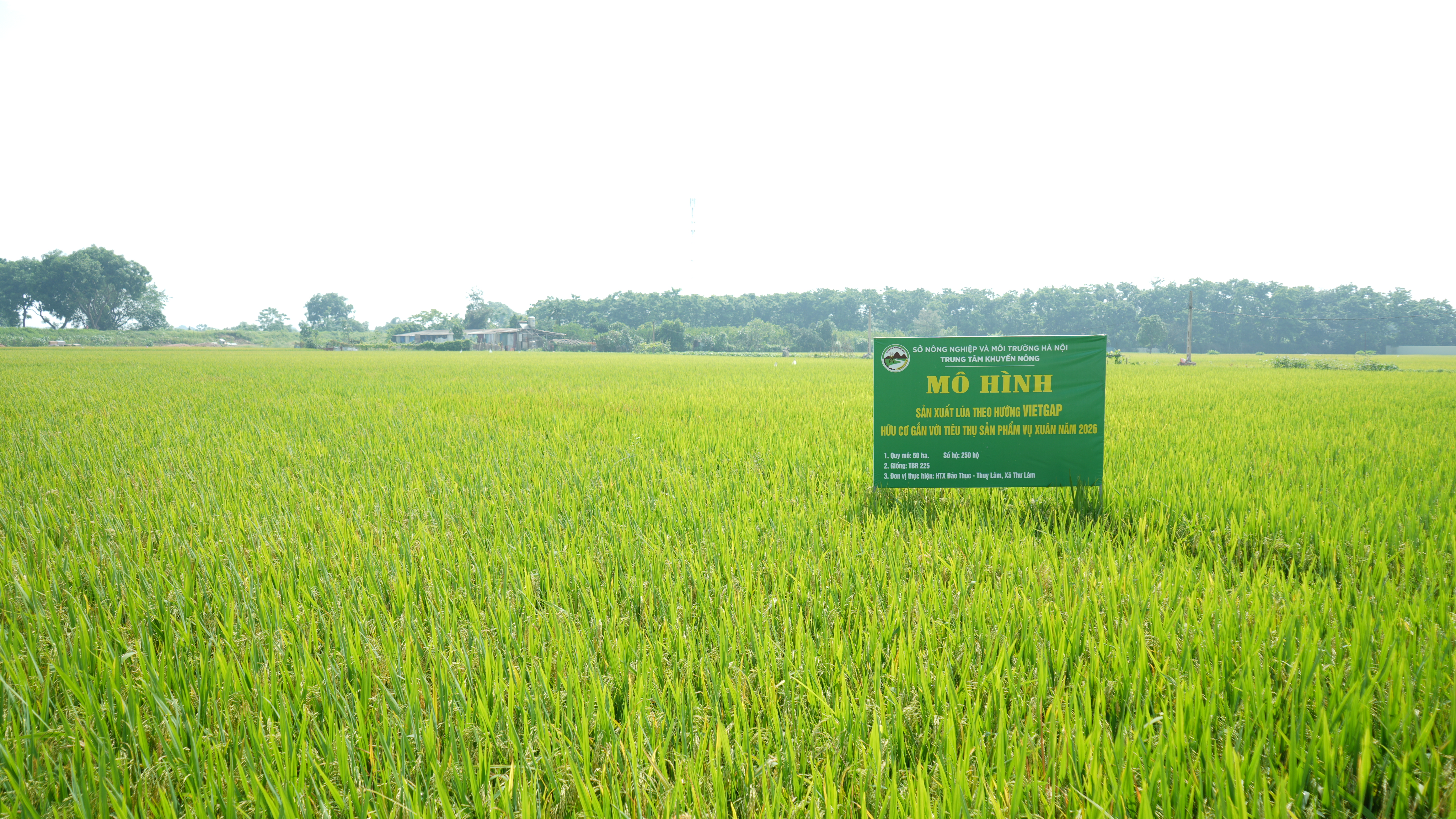 Hiệu quả mô hình sản xuất lúa theo hướng VietGAP, hữu cơ gắn với tiêu thụ sản phẩm tại xã Thư Lâm