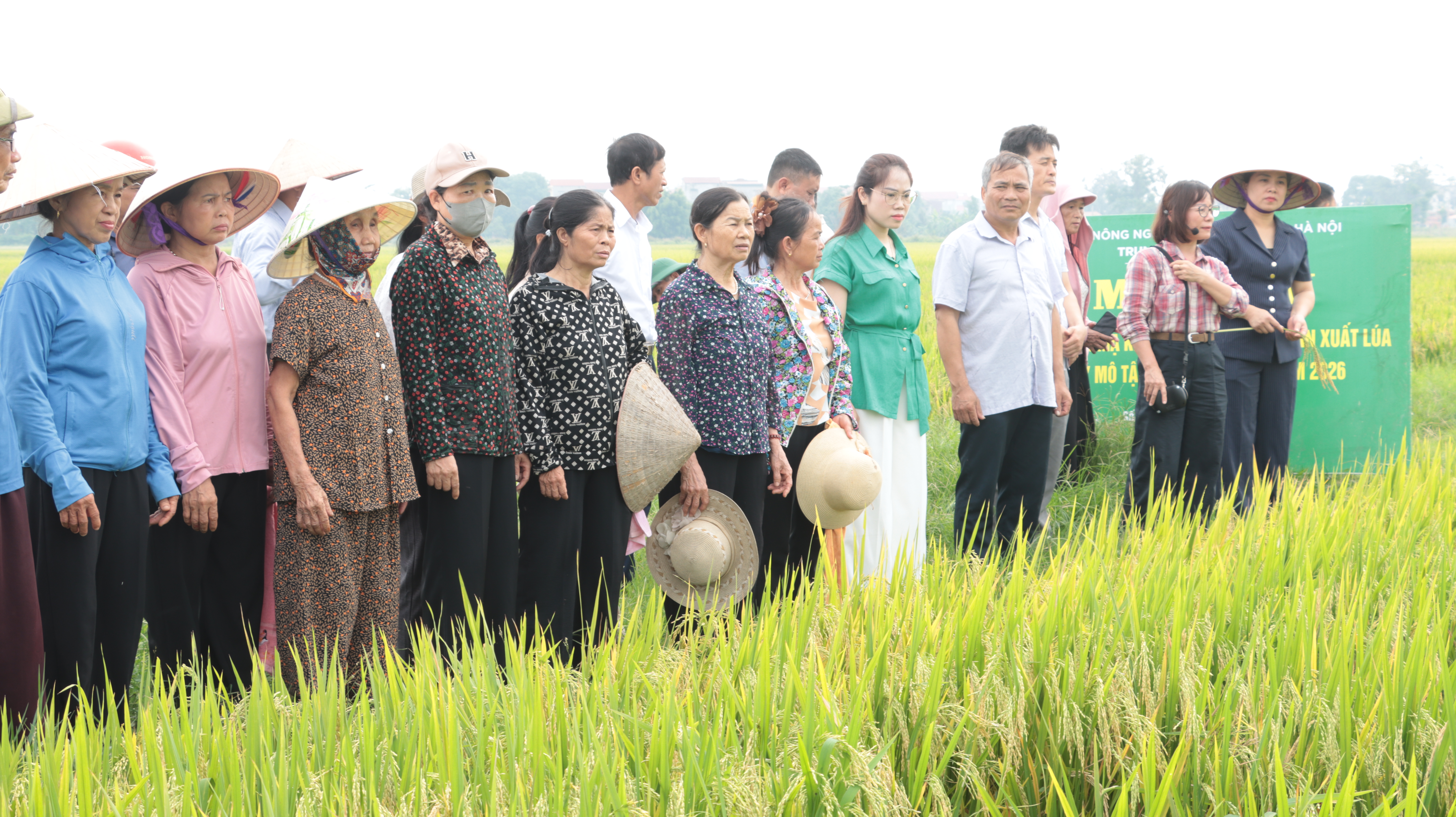 Hà Nội nhân rộng mô hình sản xuất mạ khay, cấy máy