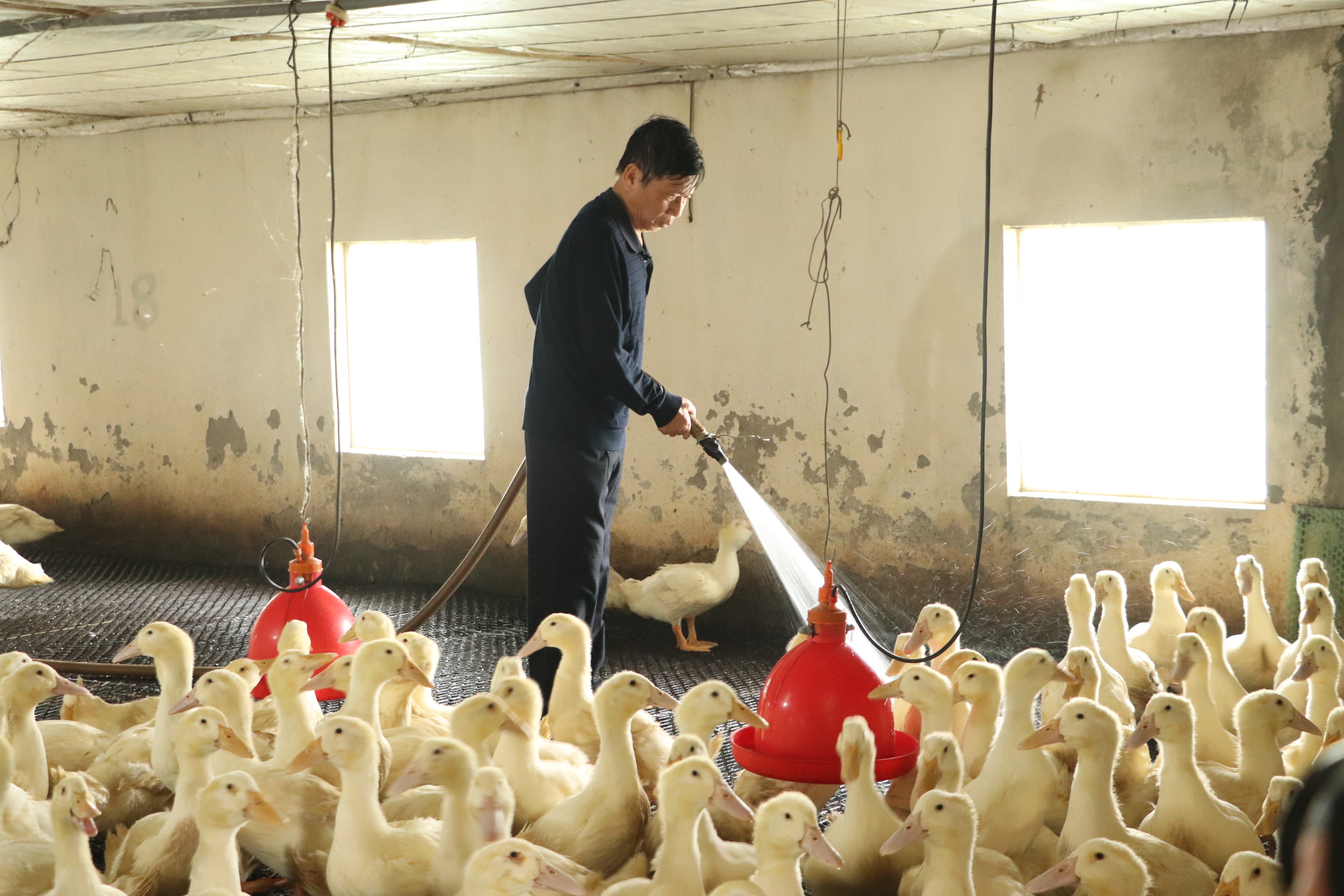 Hiệu quả mô hình nuôi vịt trên sàn tại xã Hòa Xá