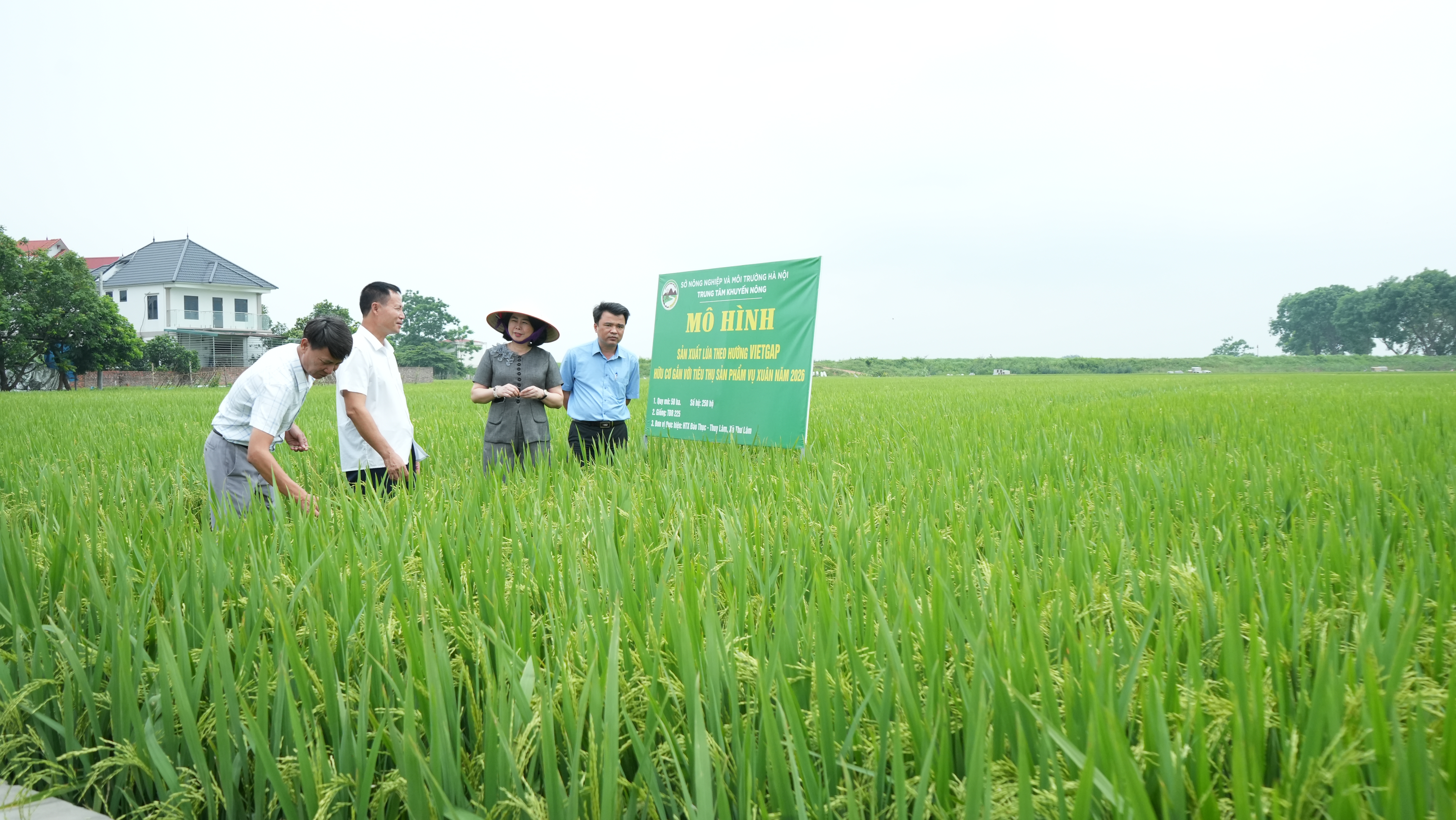 Trung tâm Khuyến nông Hà Nội kiểm tra đánh giá các mô hình khuyến nông trồng trọt