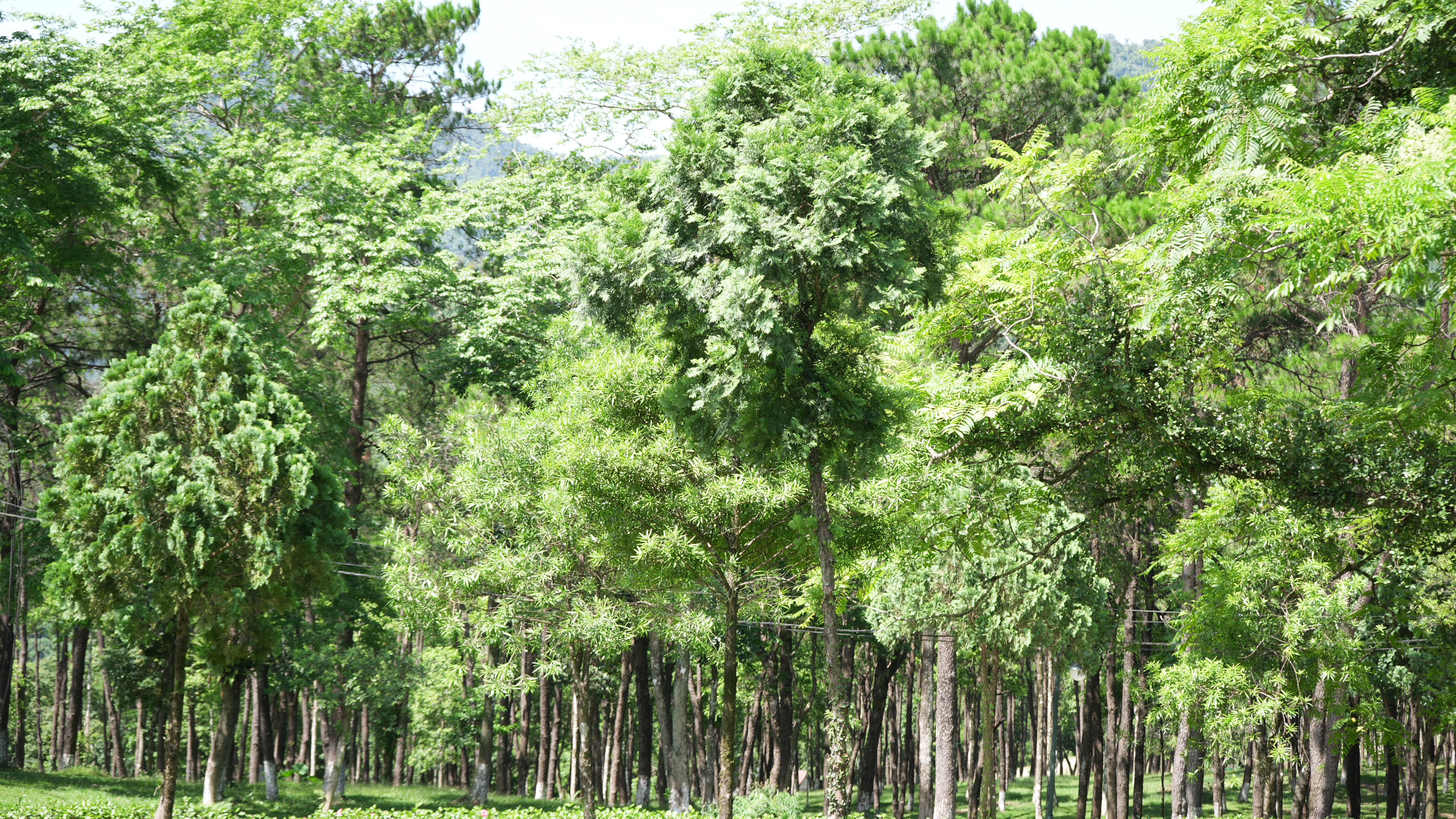Hà Nội ban hành quy định mới về chức năng, nhiệm vụ và cơ cấu tổ chức của Vườn quốc gia Ba Vì