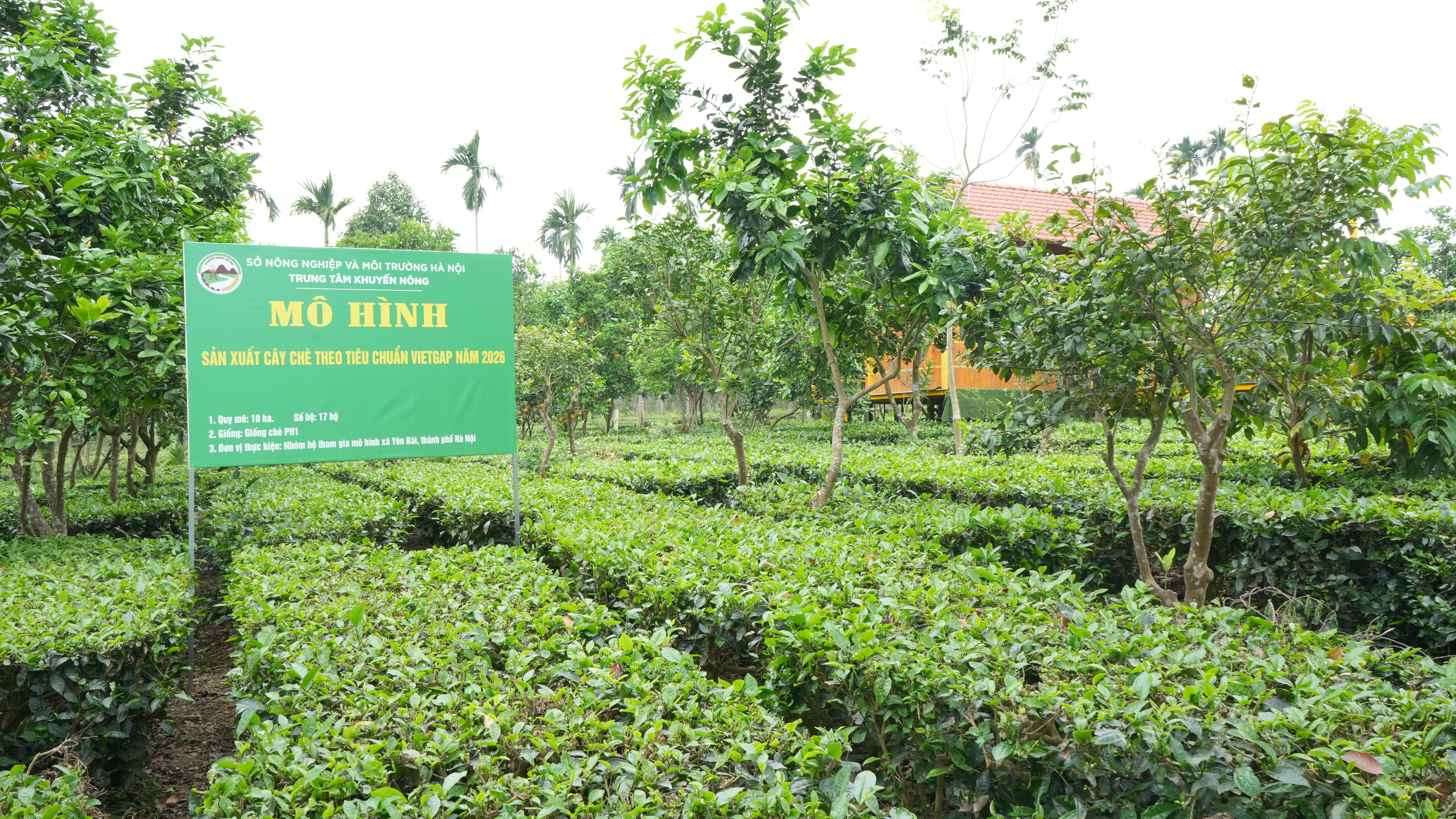 Nâng cao giá trị cây chè truyền thống