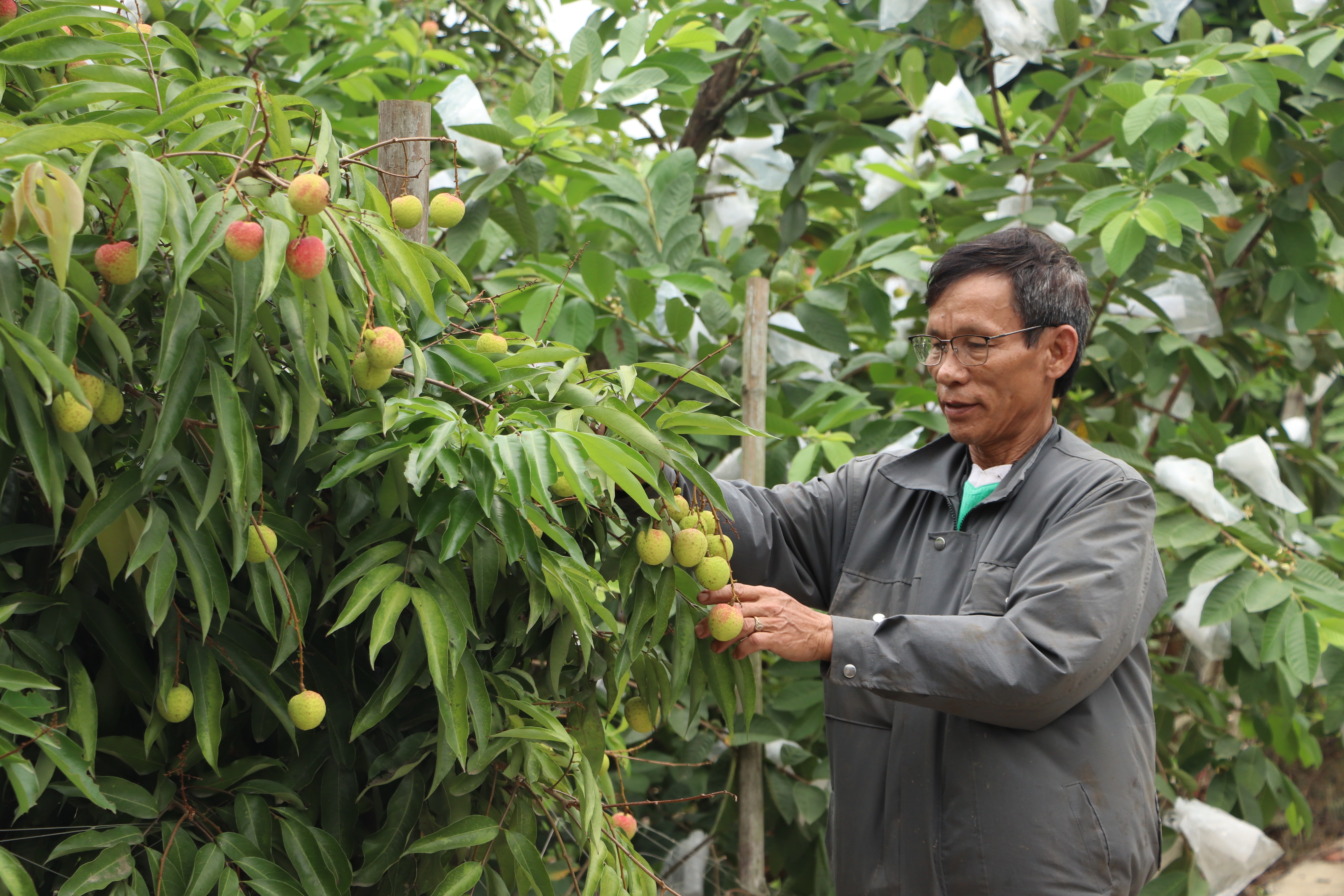 Xã Hòa Xá đẩy mạnh phát triển nông nghiệp xanh và bền vững