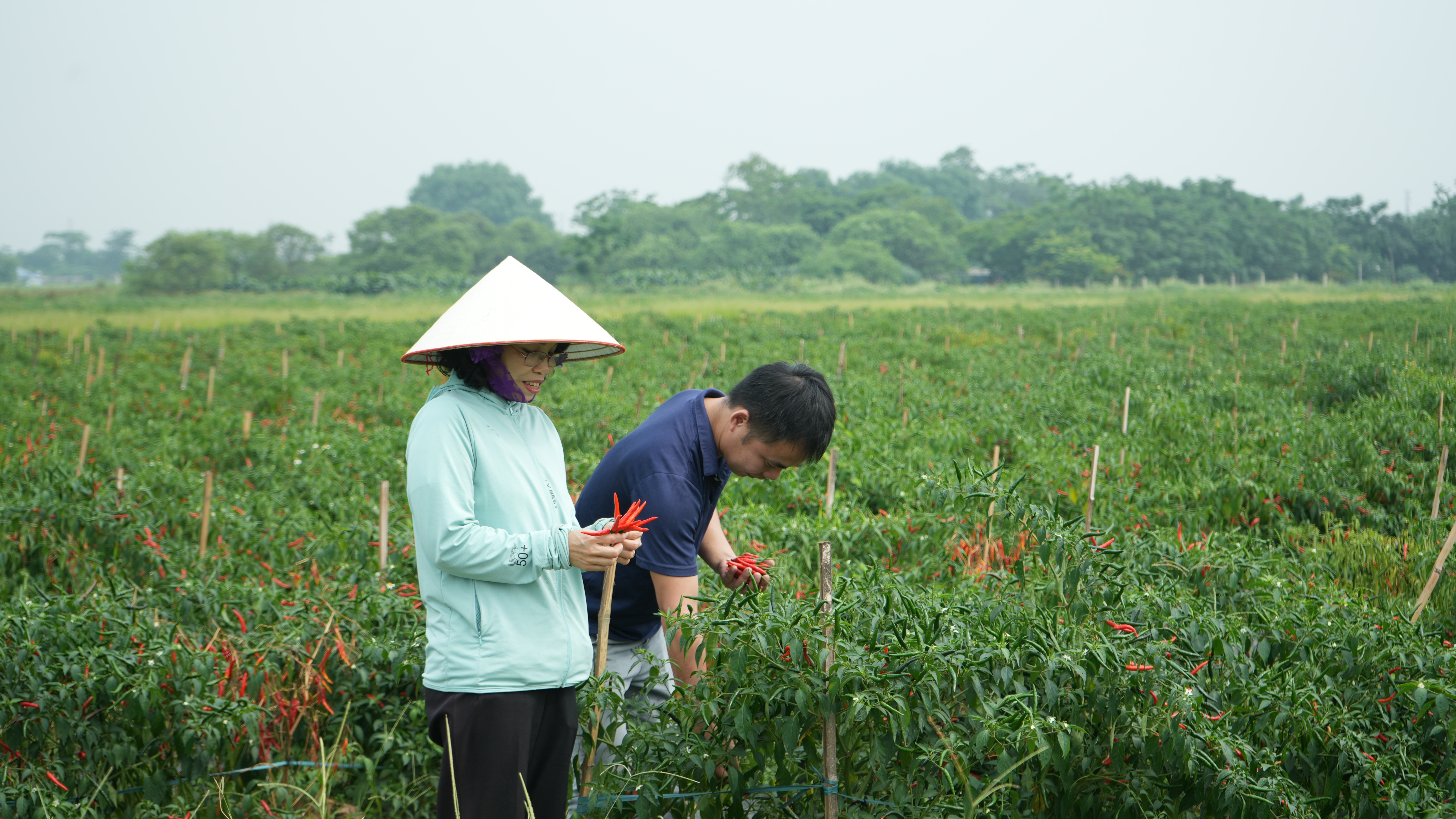 Liên kết sản xuất ớt xuất khẩu – hướng đi nâng cao giá trị nông nghiệp tại xã Thạch Thất