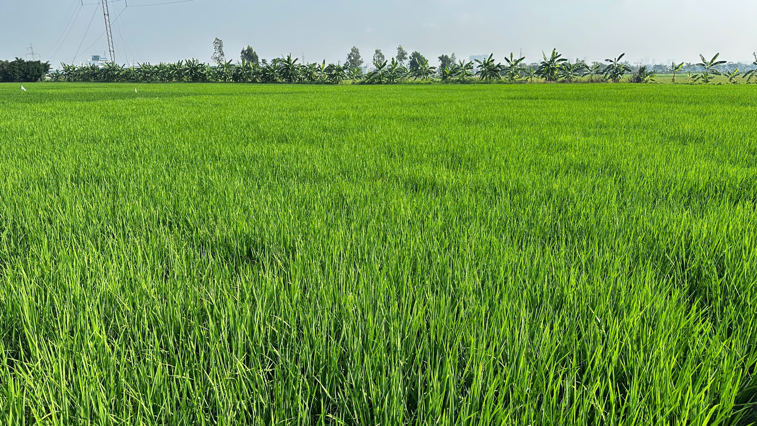 Chủ động phòng trừ bệnh bạc lá, đốm sọc vi khuẩn hại lúa