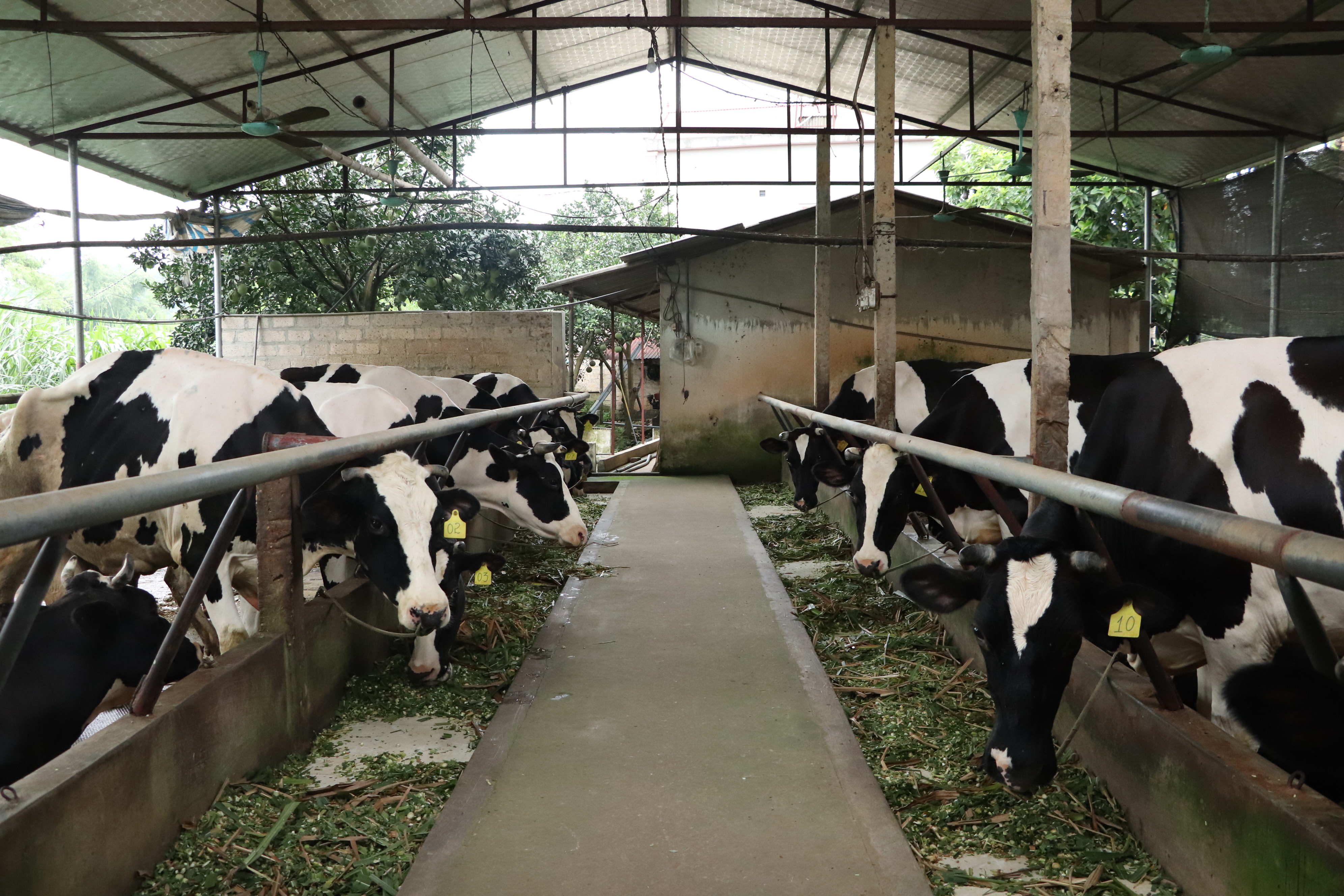 Hà Nội đẩy mạnh phát triển chuỗi liên kết