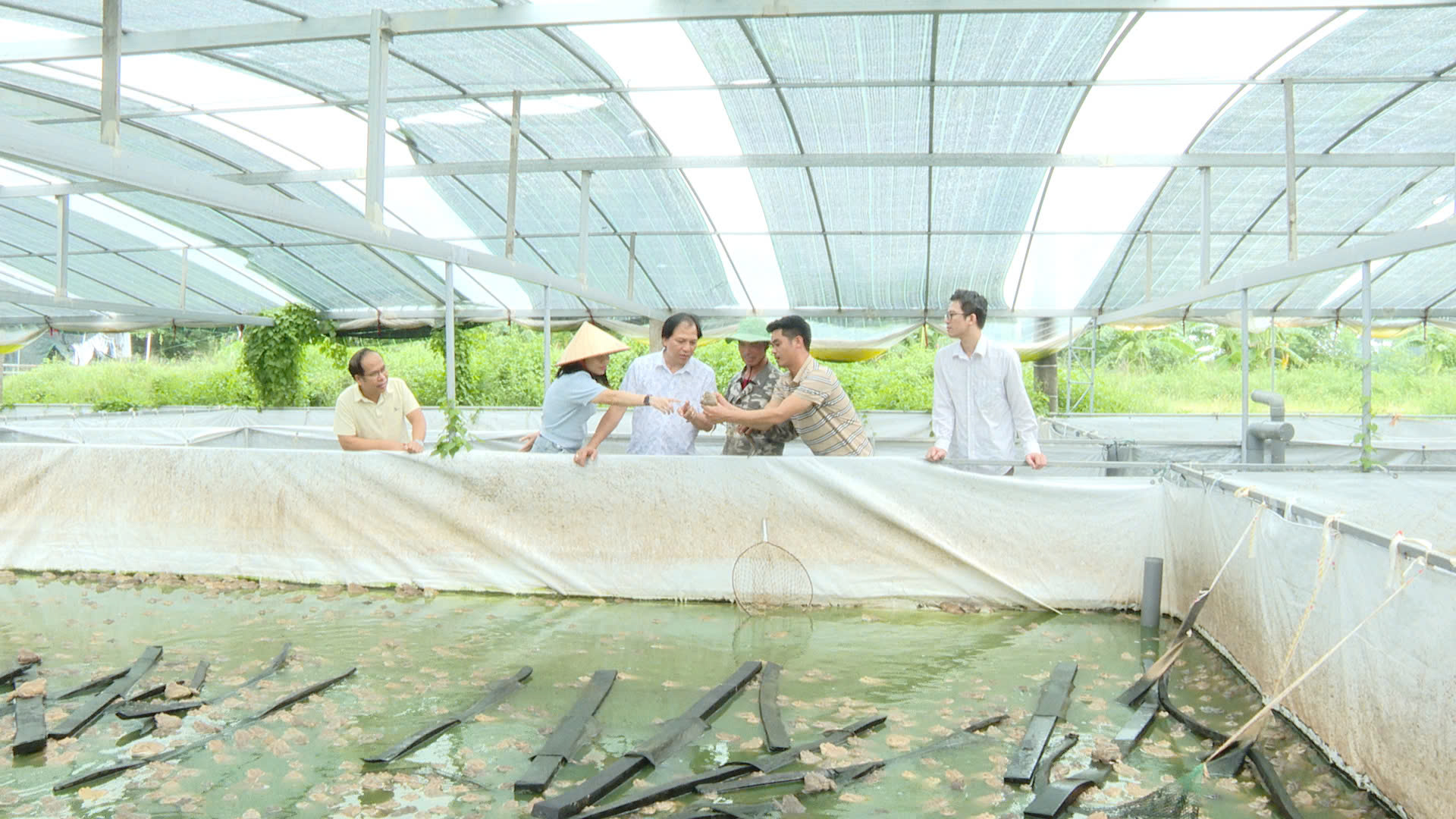 Trung tâm Khuyến nông Hà Nội nghiệm thu mô hình nuôi ếch thương phẩm năm 2026