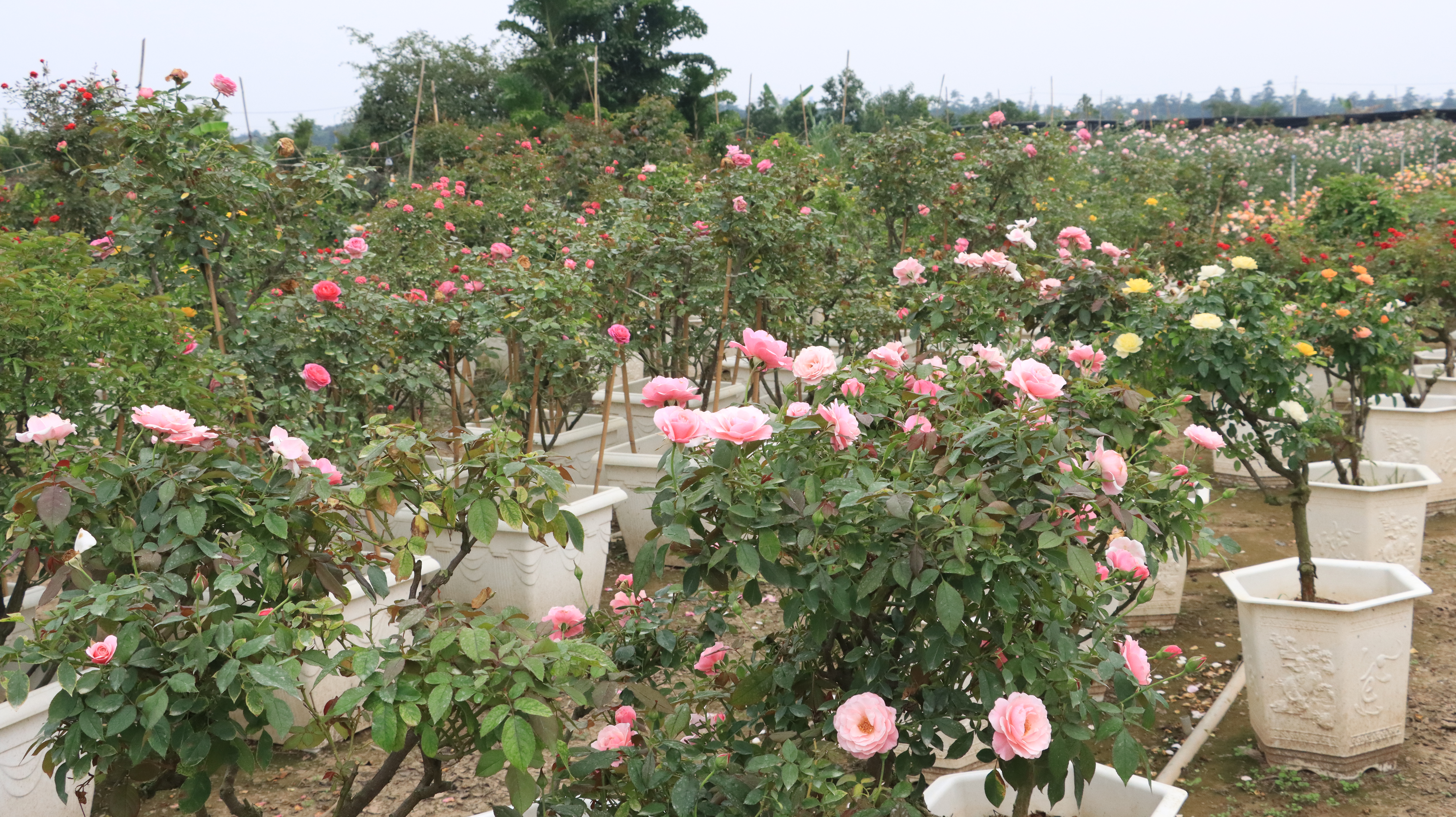 Kỹ thuật trồng và chăm sóc cây hoa hồng
