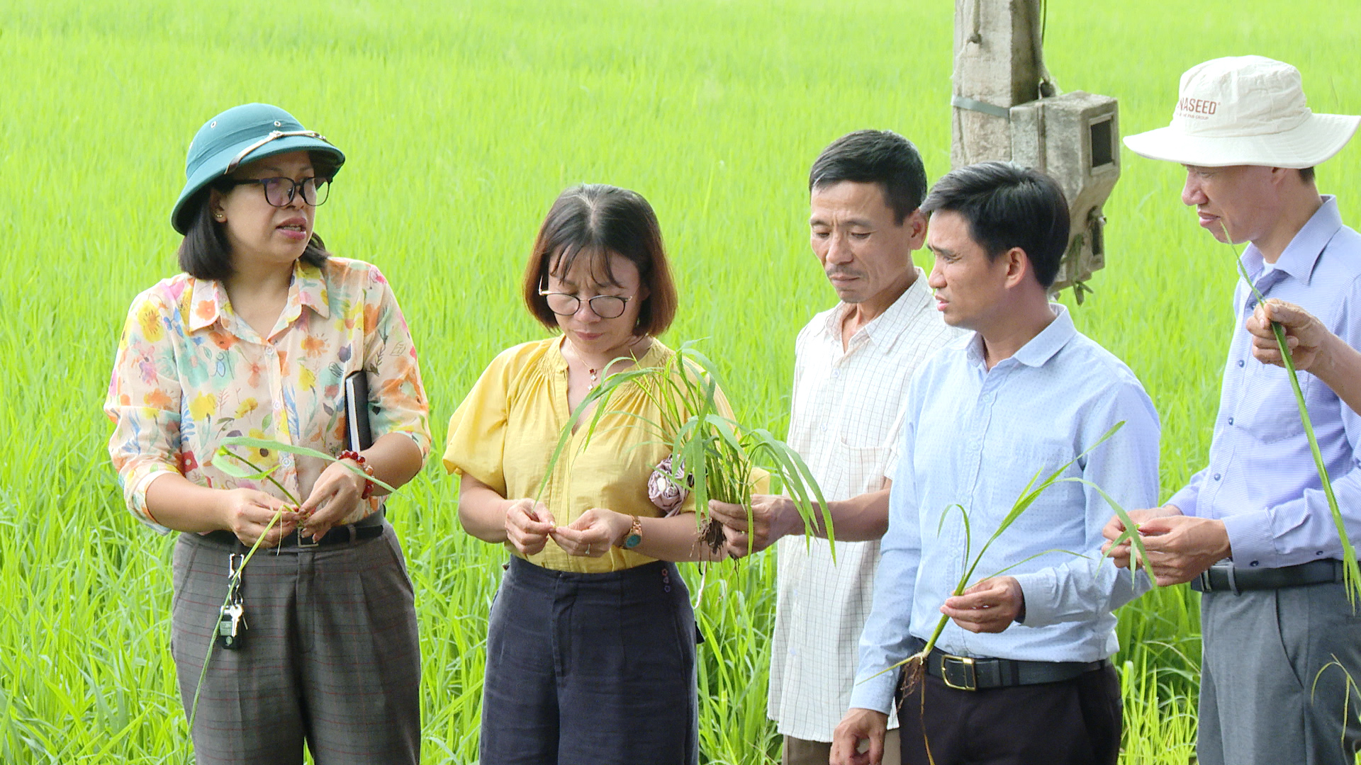 Trung tâm Khuyến nông Hà Nội tiến hành kiểm tra, đánh giá tiến độ thực hiện mô hình lúa vụ mùa năm 2026