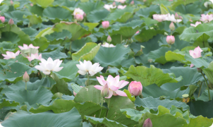 Hiệu quả mô hình trồng sen thích ứng biến đổi khí hậu