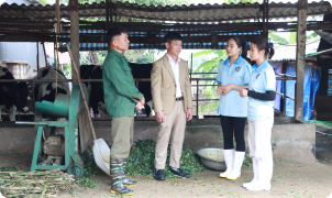 Hiệu quả mô hình liên kết theo chuỗi giá trị
