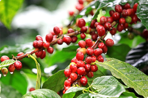 Úc bắt đầu cho phép nhập khẩu trở lại tôm chưa nấu chín