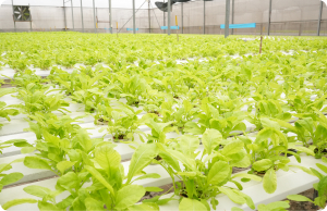 Hà Nội nhân rộng mô hình khuyến nông gắn với chuỗi giá trị