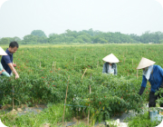 Kết nối hoạt động khuyến nông đô thị giữa các tỉnh, thành phố