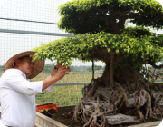 Phát triển nông nghiệp bền vững tại xã Phúc Thịnh