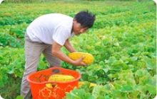 Dưa bở Cổ Đạm được mùa, được giá