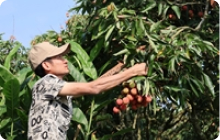 Vải sớm Thanh Hà được giá, nông dân phấn khởi