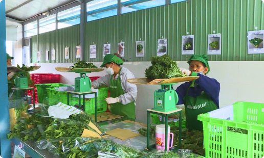 Lâm Đồng cân đối sản xuất nông nghiệp khi giá cả leo thang
