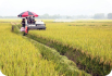 Cà Mau đẩy mạnh ứng dụng công nghệ số trong công tác khuyến nông