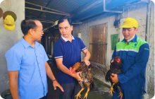Ứng dụng công nghệ giảm thiểu rủi ro trong chăn nuôi