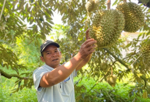 Hướng dẫn quy trình canh tác bền vững đảm bảo an toàn thực phẩm cho Sầu riêng