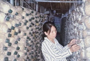 Hướng dẫn kỹ thuật sản xuất nấm sò