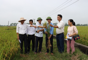 Mô hình xử lý rơm rạ tại Thanh Oai